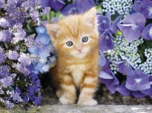 500 Teile Puzzle High Quality Collection - Katze im Blumenmeer