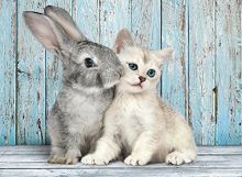 500 Teile Puzzle High Quality Collection - Katze & Hase