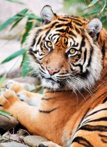 1000 Teile Puzzle High Quality Collection Tiger
