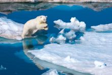 National Geographic 1000 Teile Puzzle Polarbr