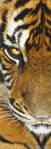 Trittico (3x500 Teile Puzzle) Tiere