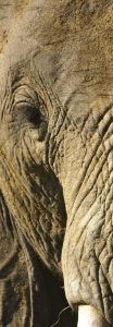 Trittico (3x500 Teile Puzzle) Tiere