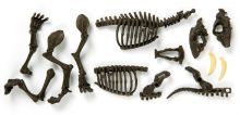 Galileo - Skelett Smilodon