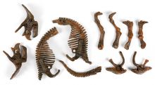 Galileo - Skelett Triceratops
