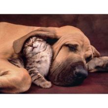 Cuddles - 500 Teile HQC Puzzle