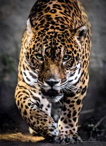 Der Gang des Jaguars - 1000 Teile Puzzle