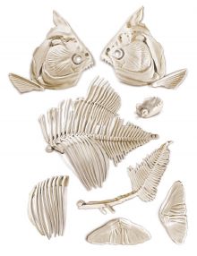 Galileo - Ausgrabungs-Set Prhistorischer Piranha
